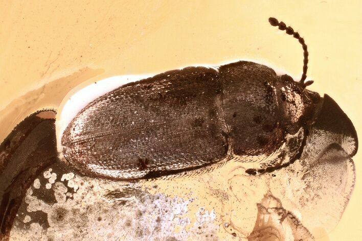 Detailed Hairy Fungus Beetle (Crowsonium) in Baltic Amber #381277